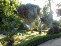 /album/fotogaleria-v-krajine-ohniveho-flamenka-temperamentna-andaluzia/sam-1930-jpg/